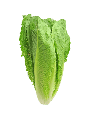 Sed pretium quam lacinia placerat